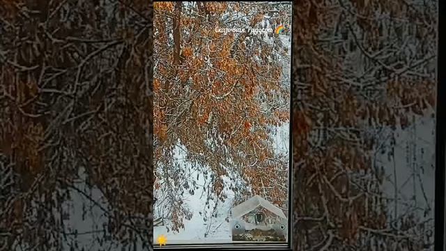 Синички за окном!
