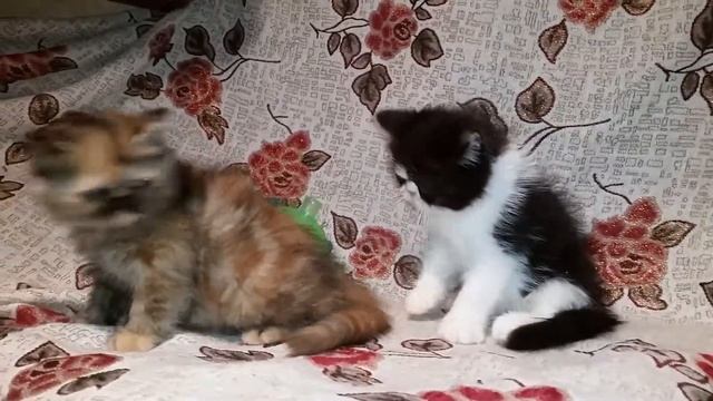 Братик и сестрёнка экзоты (продажа) смотреть онлайн