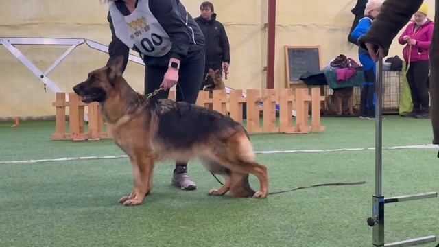 2 V СС Диктум Фактум ВИЕСЛАВА +++ №100 описание