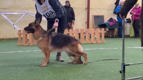 2 V СС Диктум Фактум ВИЕСЛАВА +++ №100 описание