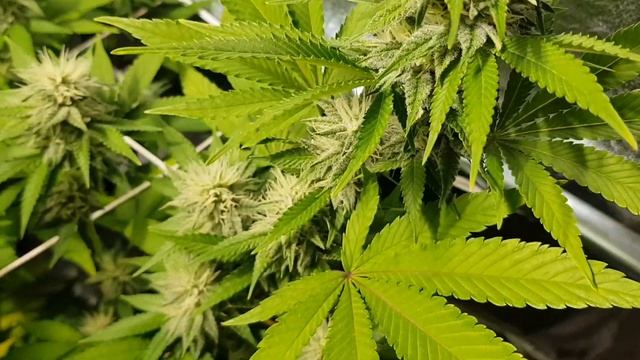 Migro Economy 315w CMH & Bio Tabs starter kit review #7 Flower Day 28* смотреть онлайн