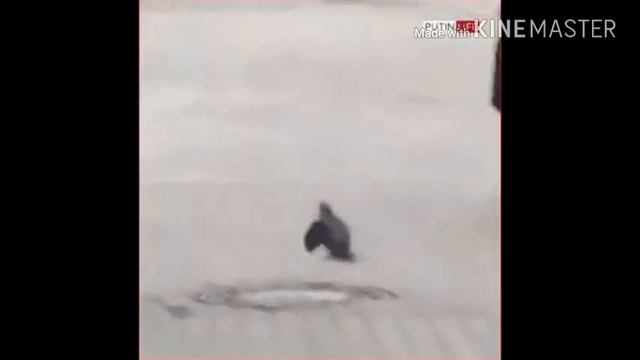 голубь служит россии смотреть онлайн