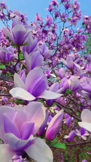 Nature short video WhatsApp status #lovesong #oldisgoldsongs #trendingstatus to #brrelaxed #shorts