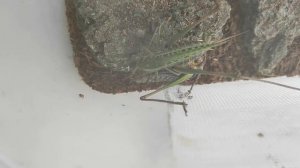 Серый Кузнечик /спаривание кузнечика