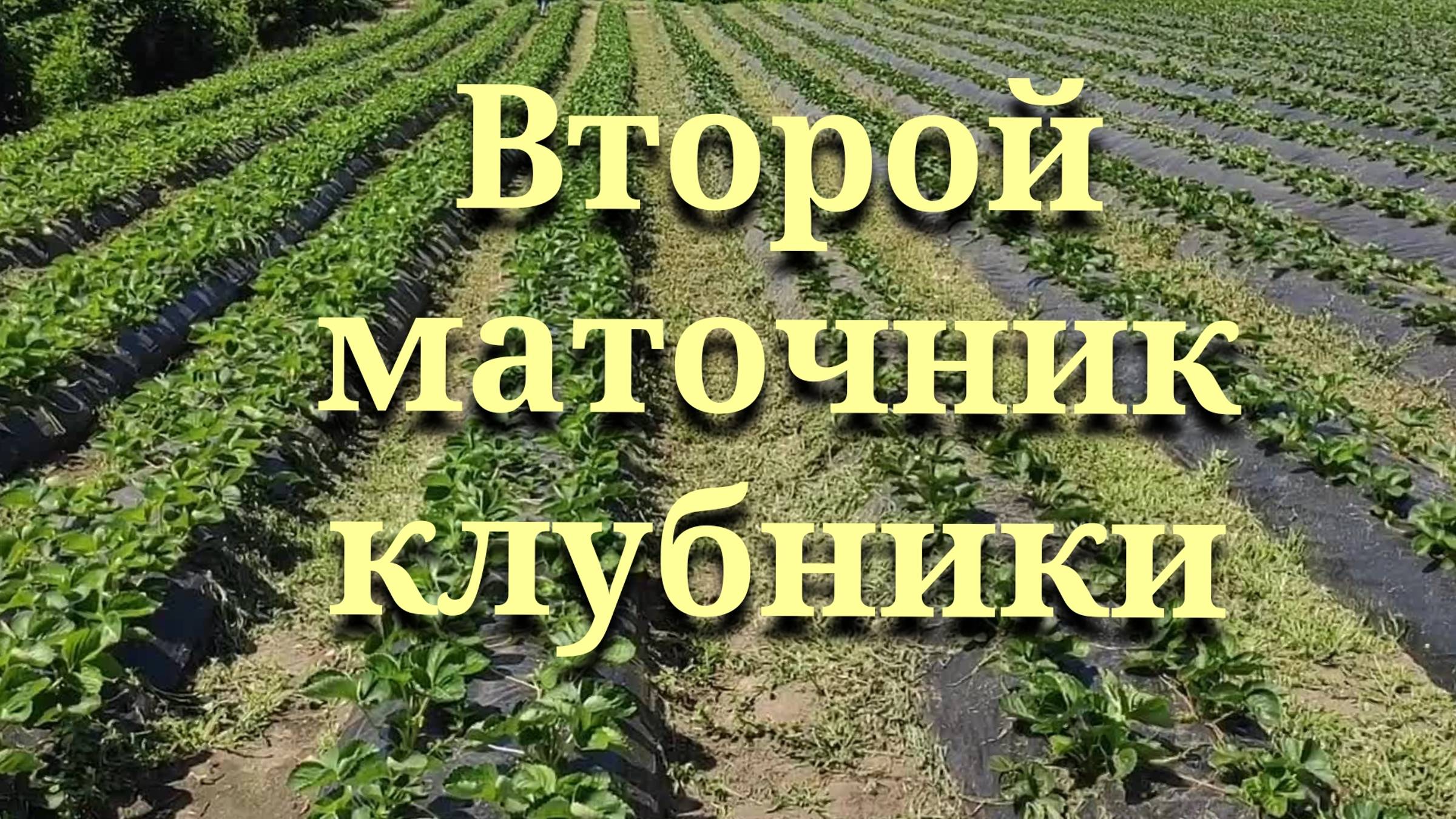 Второй маточник клубники) 89289670317 смотреть онлайн