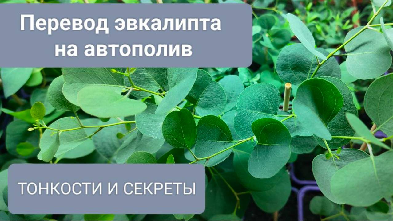 🟢Пересадка РАДУЖНОГО эвкалипта на автополив. СЕКРЕТЫ подробно.