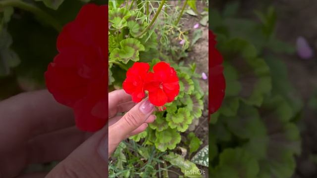 Как же красивы цветы в саду цветоводство лето2023 flowers