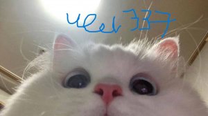 нитево