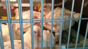 Бройлеры и перепела в квартире.Какой цвет глаз у домашних бройлеров? Пожарили перепелов!