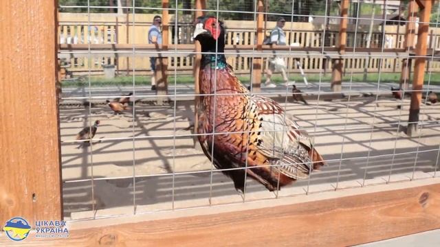 Подорож на страусину ферму в Ясногородці смотреть онлайн