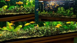 Вьетнамка в аквариуме