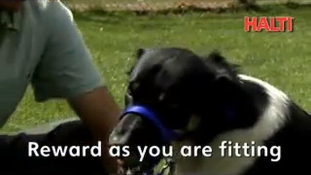 Нашийник през глава за предотвратяване на дърпането на кучето от Company of Animals, Англия смотреть онлайн