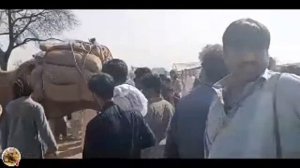 Camel Weightlifting Live thanil fatoi / thaneel fatohi chakwal pakistan