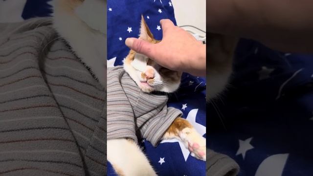 Наш ГУЧЧИК заболел 😷 смотреть онлайн