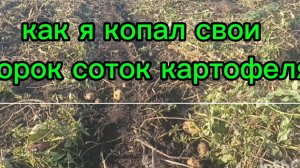 Эти сорок соток картошки я копал бы вечно ,если бы не одно но.