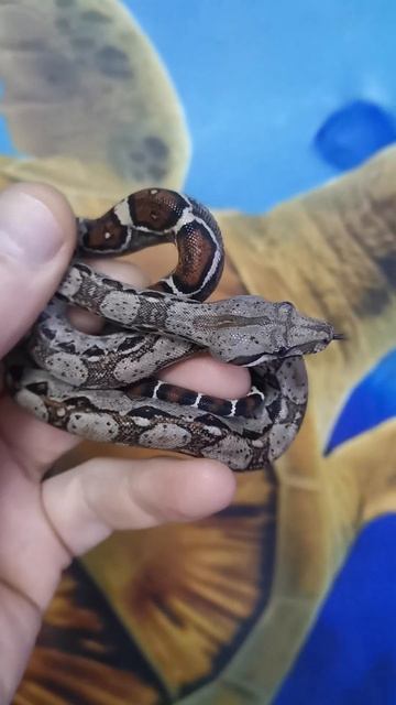 Императорский Удав Боа констриктор смотреть онлайн