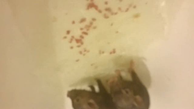 Поросята микропиги учатся нырять.