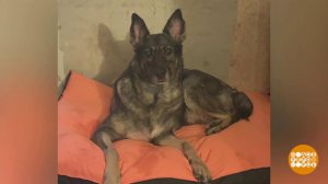 Пропала собака? Будем искать! Доброе утро. Суббота. Фрагмент выпуска от 08.02.2025