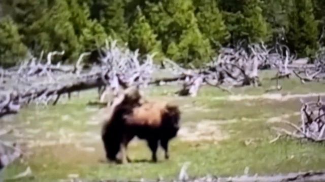 Grizzly Bear Attacks Bison смотреть онлайн