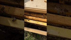 Купил пчелопакет Карника. Первые работы! Часть 1