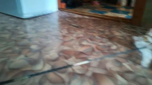 Кошка сошла с ума смотреть онлайн