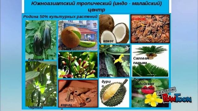 Центры растений