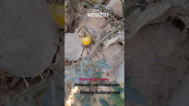 Solanum xanthocarpum  #ytshortsindia #youtubeshorts #viralshorts