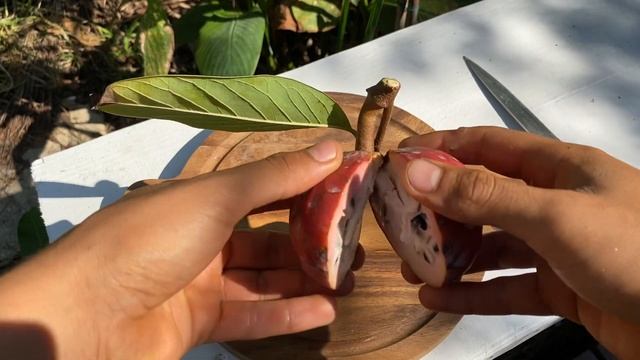 Cherilata Annona Fruit - Harvest & Taste Review | All About the Cherilata Annona Hybrid