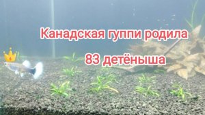 Канадская гуппи родила 83 малечка. А сколько детенышей приносили вам гуппи?