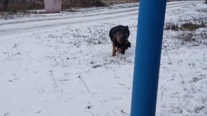 Медведь на прогулки