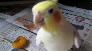 Попугай насвистывает мелодию))