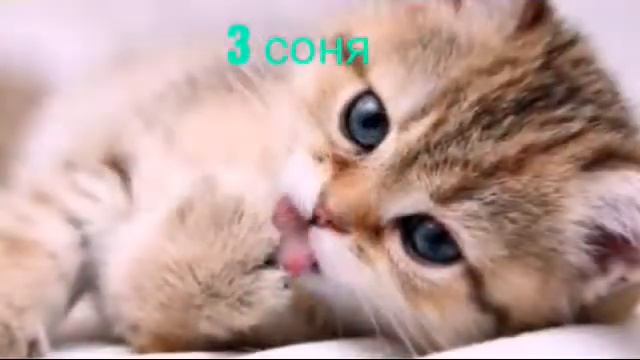 Топ 5 милих кошек смотреть онлайн