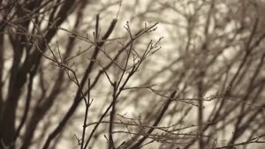 Choki. Когда нужно отдохнуть.