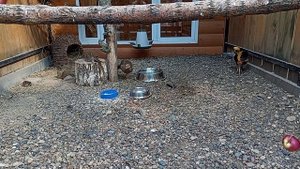 15.07.24 Разные виды фазанов (1)