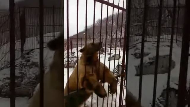 Самый умный медведь в мире смотреть онлайн