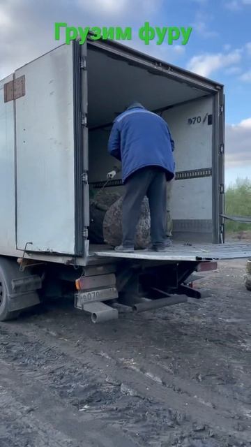 Задняя погрузка растений в фуру. Питомник Ярус.