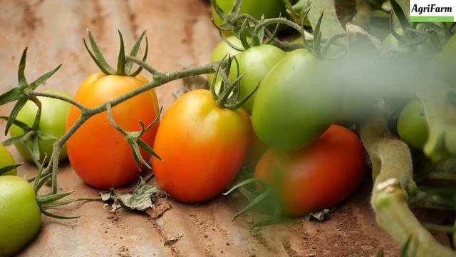 Tomato Farming| How To Make Money In Tomato Farming| Millionaire Tomato Farmer| PART 1