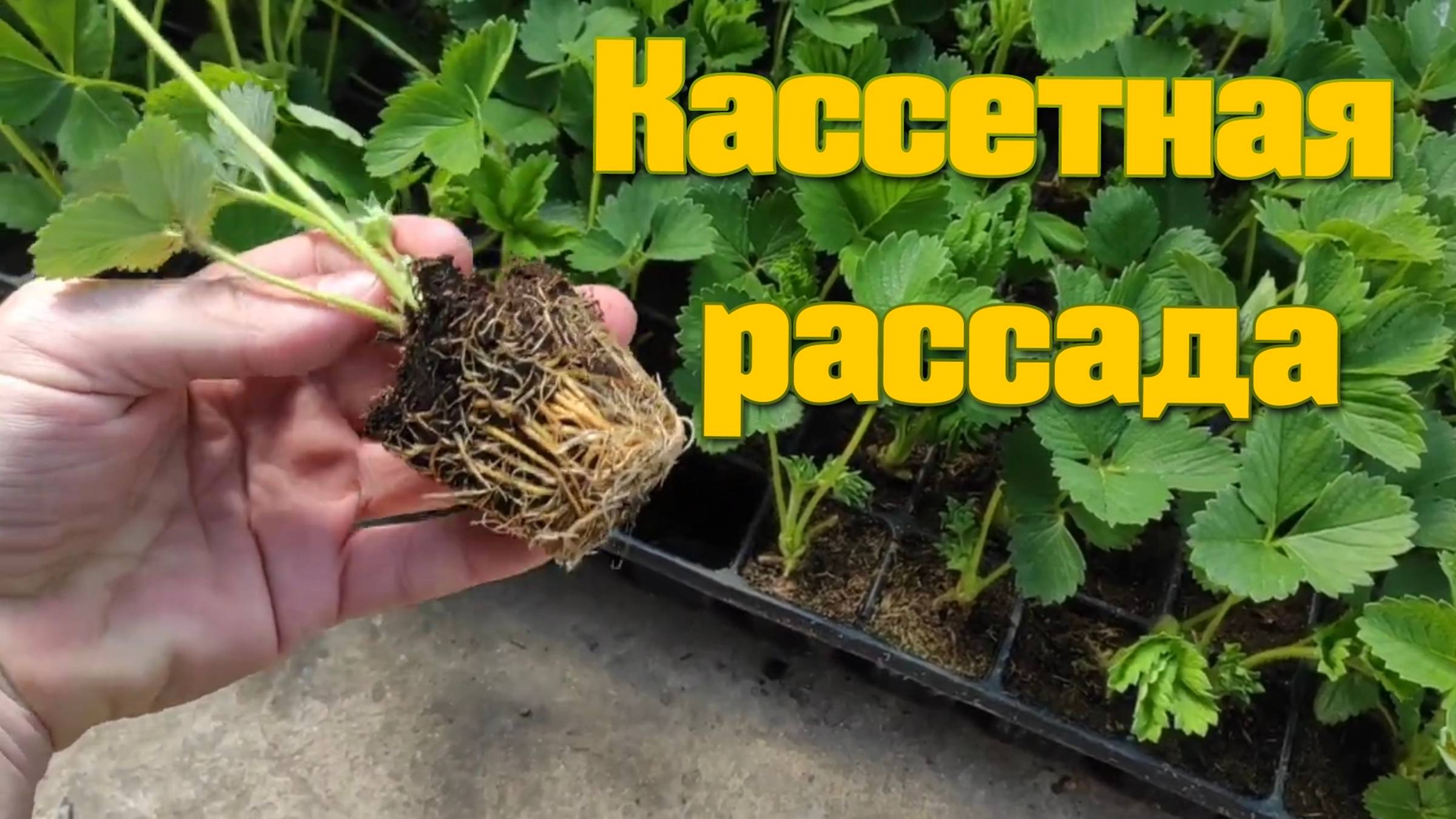 11 сентября 2024 г. смотреть онлайн