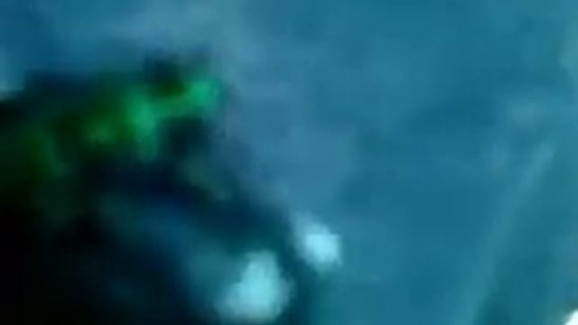 ABEJA VERDE *GENUS AGAPESTEMON* VALLE DE BRAVO EDO. MEX. смотреть онлайн