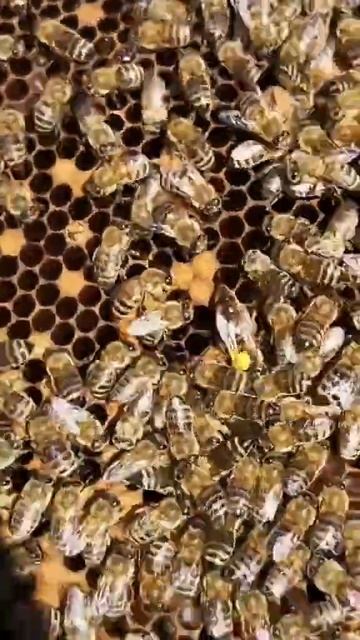 Пчелы созданы служить человек! #shorts смотреть онлайн