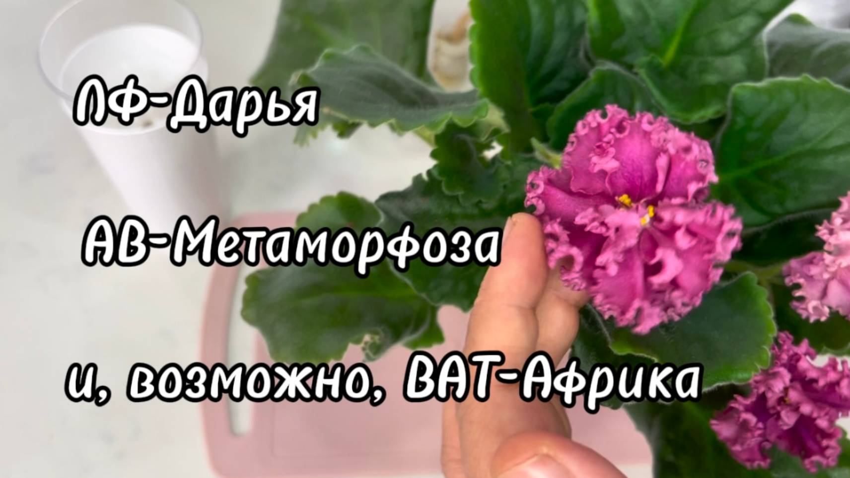 Коротко основное: грунт, лампы, посадка на фитиль