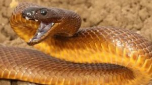 самая опасная змея в мире