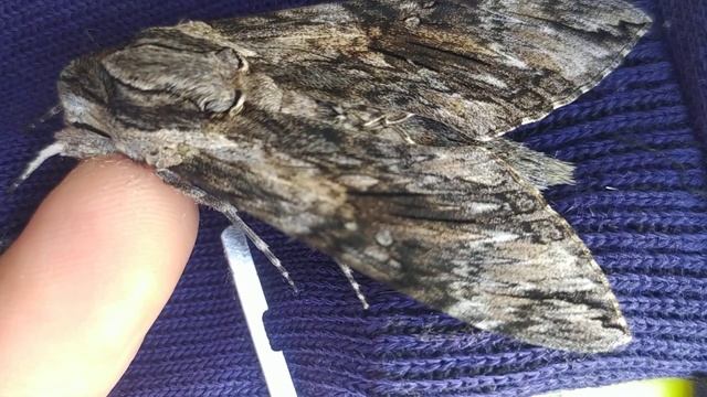 GIGANTIC LIVE CONVOLVULUS HAWK-MOTH - A PERFECT CAMOUFLAGE смотреть онлайн