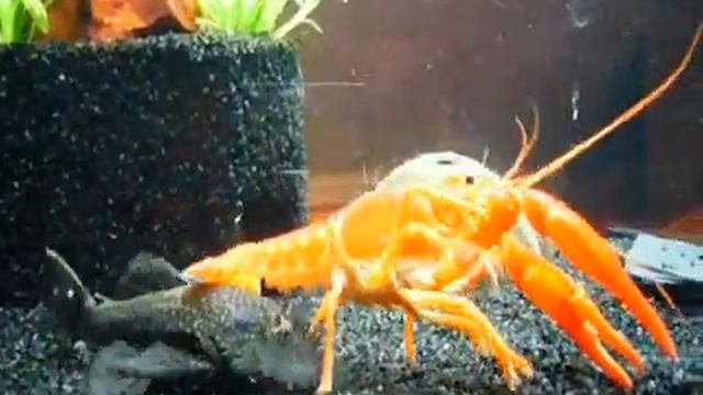 Procambarus clarkii vs. Ancistrus sp. смотреть онлайн