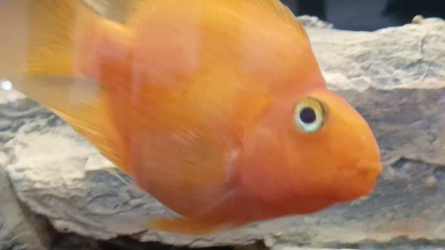 golden carps ,aquarium🐠🐟🐠🐚🐌🦋 fish carps 🐠🐠🐠, 🐡🐠🐟карпы золотые рыбки аквариум,