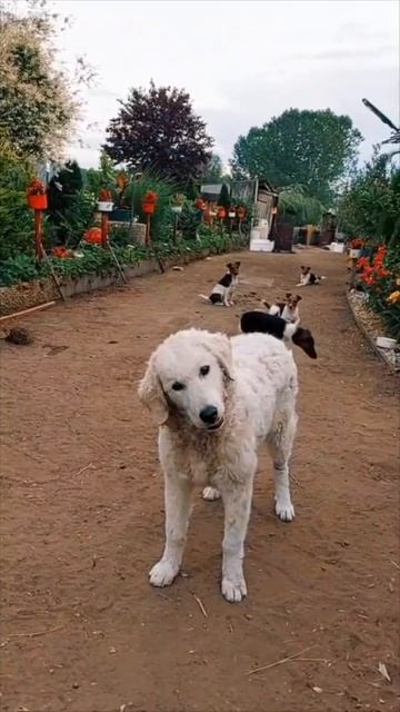 Интересные факты о Кувас часть 2 смотреть онлайн