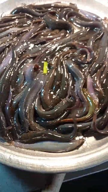 hasbi rabbi #fish #bigfish #fishing #viral #subhanallah #ytshorts #fishingvideo #shorts