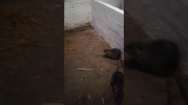 Нутрії. Фільм 27. Підсаджування до самця! смотреть онлайн