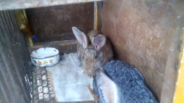 Обзор клетки для кроликов//в селе!! смотреть онлайн