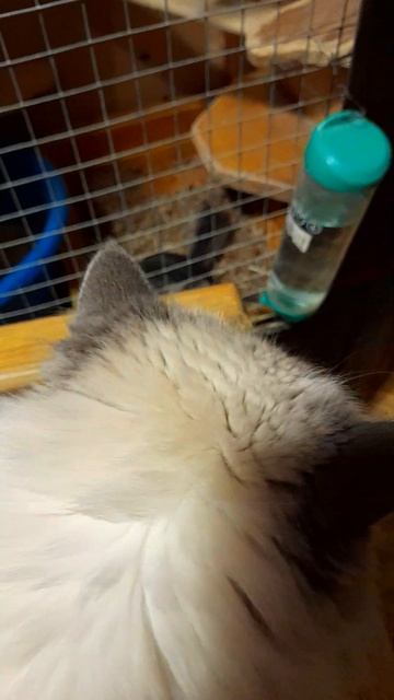 Зато не скучно! Шиншилла Боцман и кошка Буня. смотреть онлайн